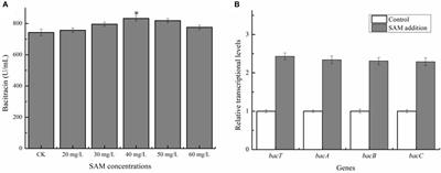 Enhanced Bacitracin Production by Systematically Engineering S-Adenosylmethionine Supply Modules in Bacillus licheniformis